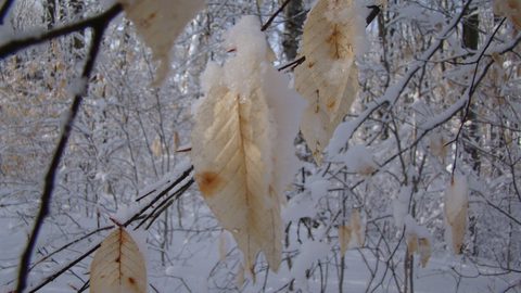 Photo from Ski camping, Minnesing Wilderness Trail, Algonquin