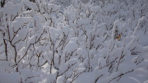 Photo from Ski camping, Minnesing Wilderness Trail, Algonquin
