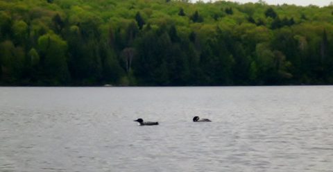 Photo from Canoeing, North Tea Lake, Algonquin