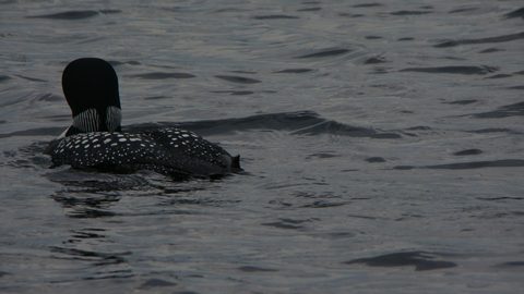 Photo from Canoeing, North Tea Lake, Algonquin