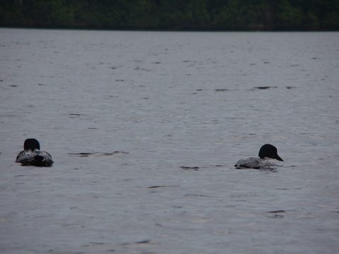 Photo from Canoeing, North Tea Lake, Algonquin