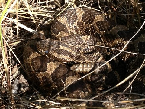 Massassauga Rattlesnake