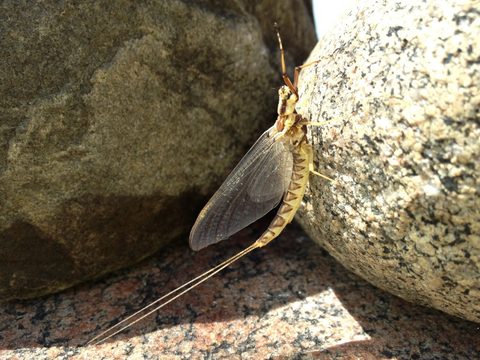 Mayfly