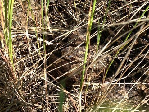 Camouflage 
