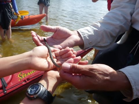 Photo from Sea Kayaking, Phillip Edward Island, Killarney
