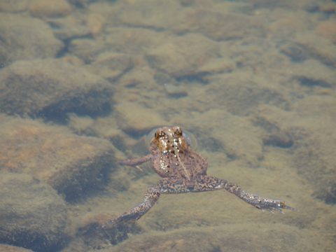 Photo from Sea Kayaking, Phillip Edward Island, Killarney