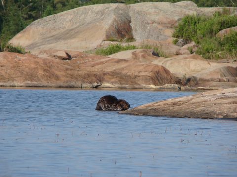 Photo from Sea Kayaking, Phillip Edward Island, Killarney