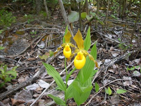 Photo from Sea Kayaking, Bruce Peninsula National Park, through paddle