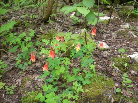 Photo from Sea Kayaking, Bruce Peninsula National Park, through paddle