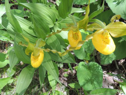 Photo from Sea Kayaking, Bruce Peninsula National Park, through paddle