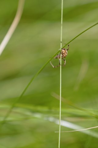 Photo from Sea Kayaking, Bustard Islands via French River