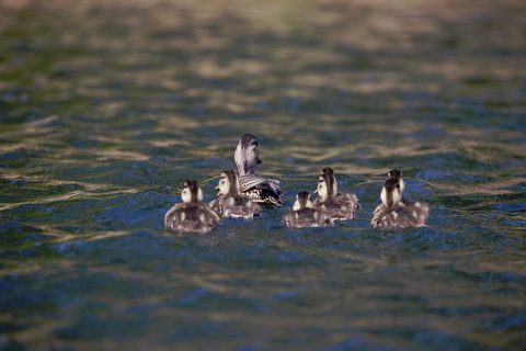 Photo from Sea Kayaking, Bustard Islands via French River