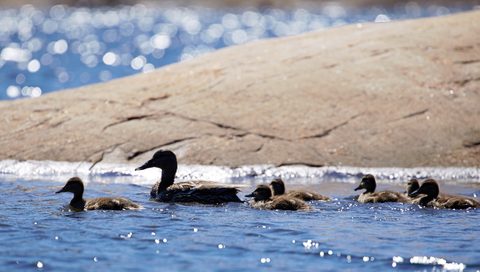Photo from Sea Kayaking, Bustard Islands via French River