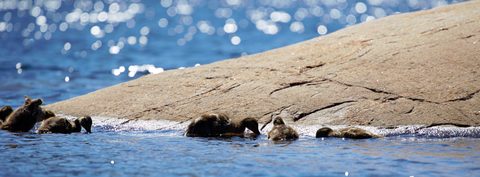 Photo from Sea Kayaking, Bustard Islands via French River
