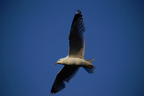 Photo from Sea Kayaking, Bustard Islands via French River
