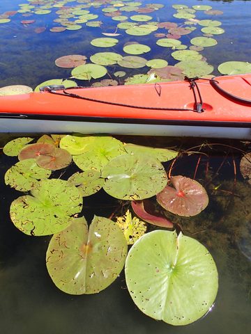 Photo from Sea Kayaking, Bustard Islands via French River