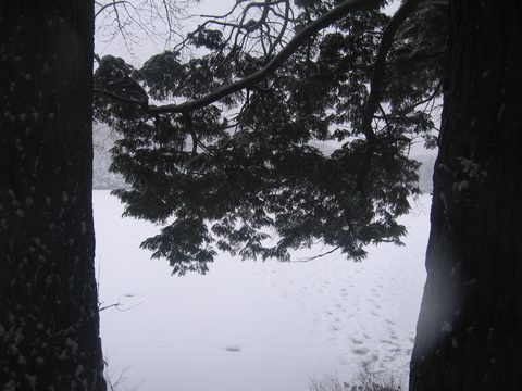 Photo from Reimagining Beringia, mode of travel? Ice age.