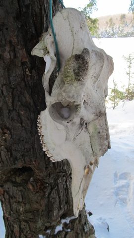 Photo from Reimagining Beringia, mode of travel? Ice age.