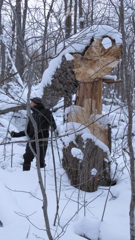 Photo from Reimagining Beringia, mode of travel? Ice age.