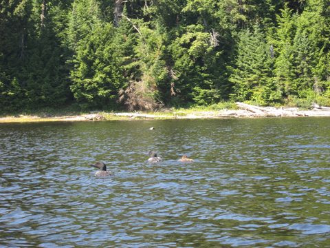 Photo from Canoeing, Big Porcupine Lake, Algonquin