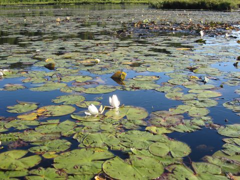 Photo from Canoeing, Big Porcupine Lake, Algonquin