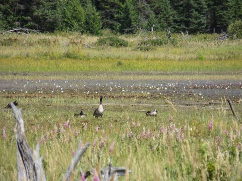 Photo from Canoeing, Big Porcupine Lake, Algonquin