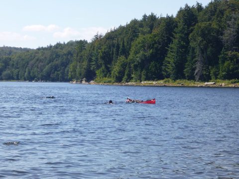 Photo from Canoeing, Big Porcupine Lake, Algonquin